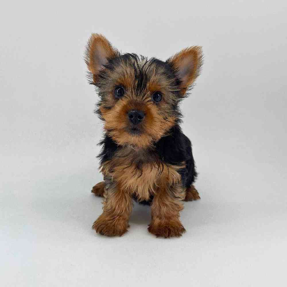 pet breed image