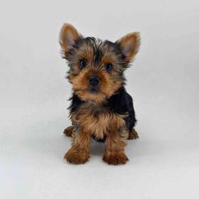Yorkie