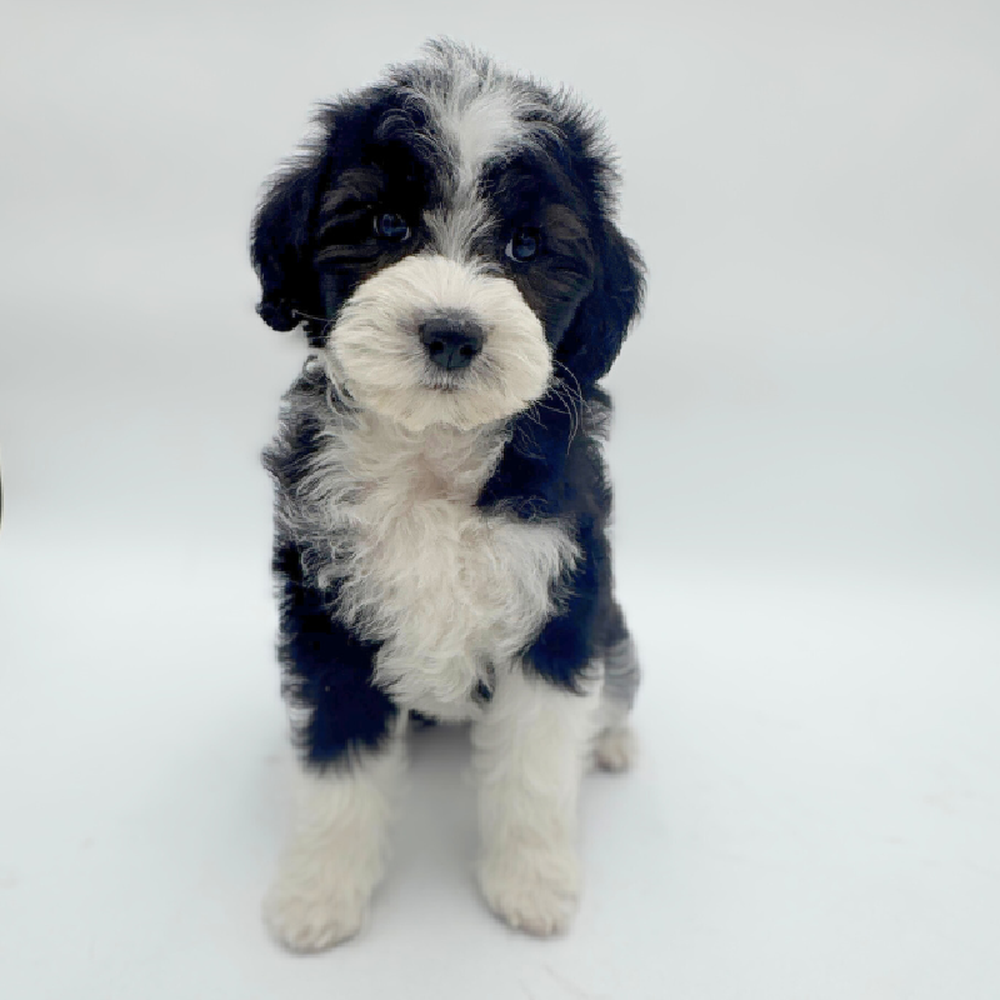Image of a pet breed in the gallery