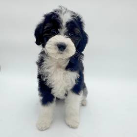 2nd Gen Mini Bernedoodle