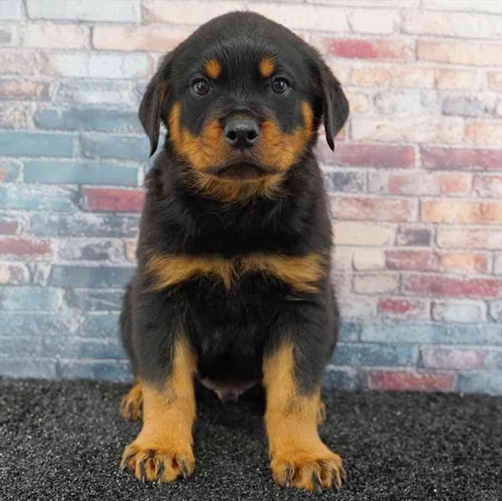 Image of a pet breed in the gallery
