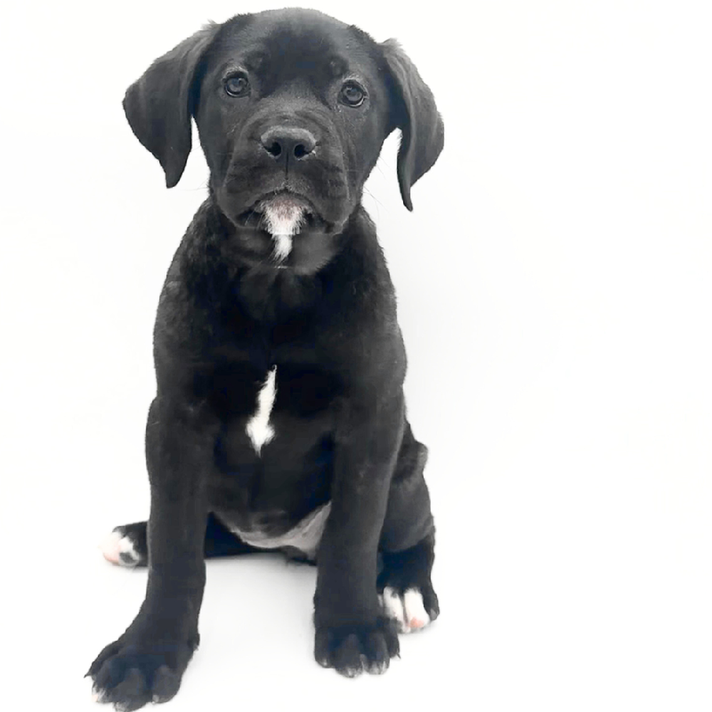 Image of a pet breed in the gallery
