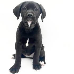 Cane Corso