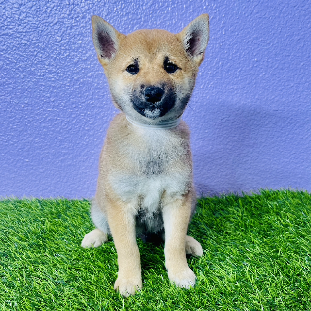 Image of a pet breed in the gallery