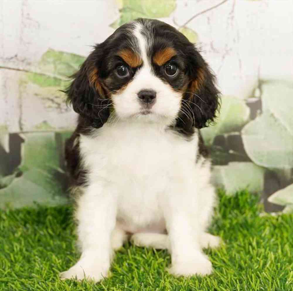 pet breed image