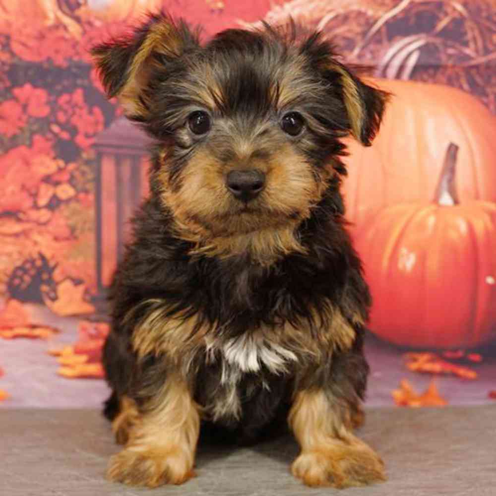 Image of a pet breed in the gallery