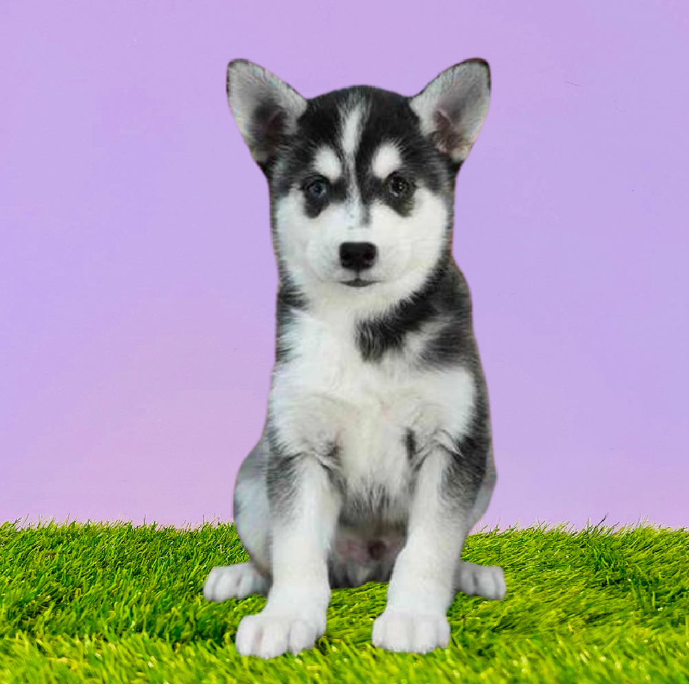 carousel pet images