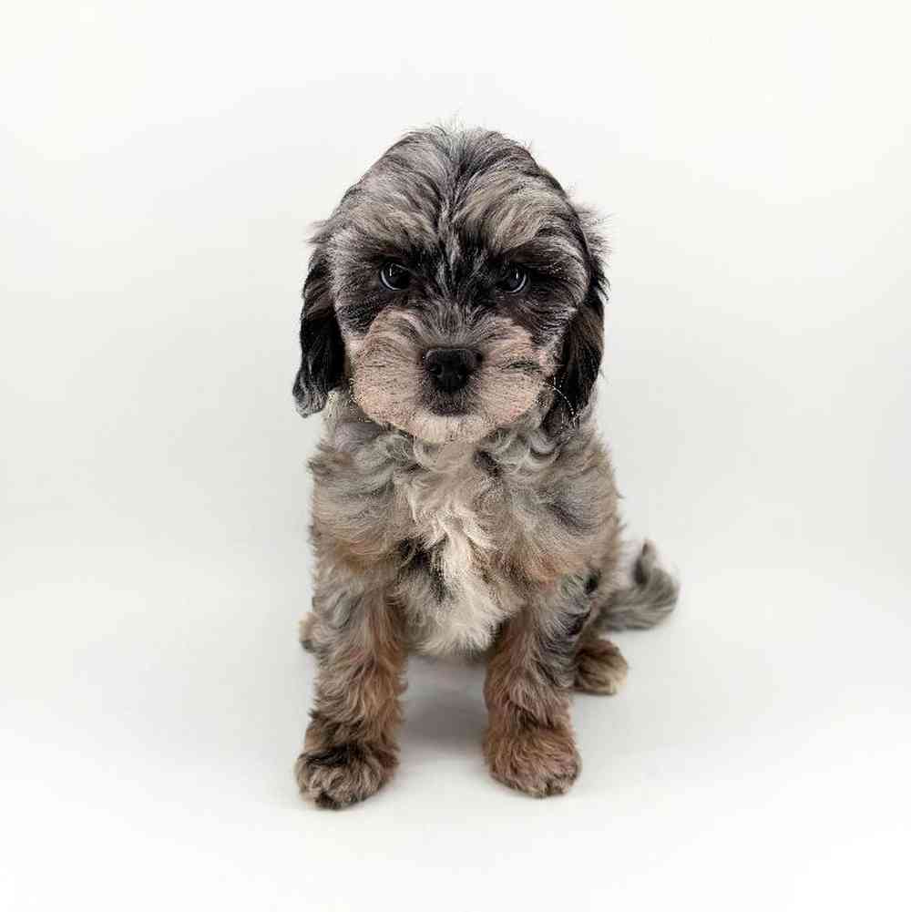 Image of a pet breed in the gallery