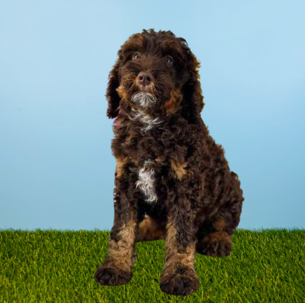 Female 2nd Gen Standard Bernedoodle Puppy for Sale in Tolleson, AZ