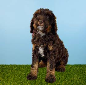 2nd Gen Standard Bernedoodle