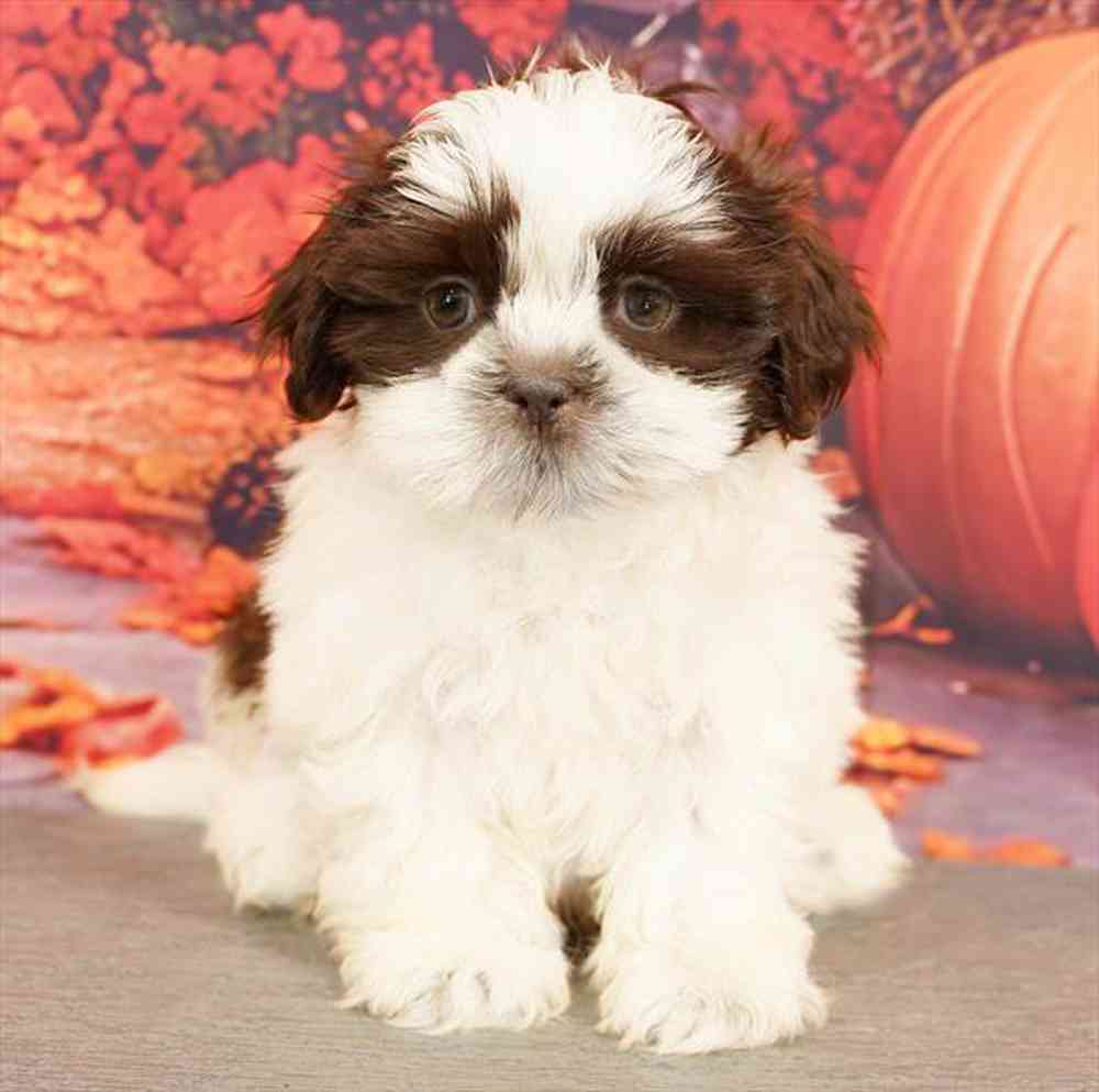 Image of a pet breed in the gallery