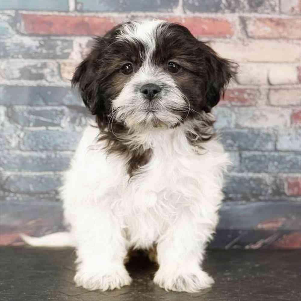 Image of a pet breed in the gallery