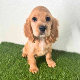 Cocker Spaniel