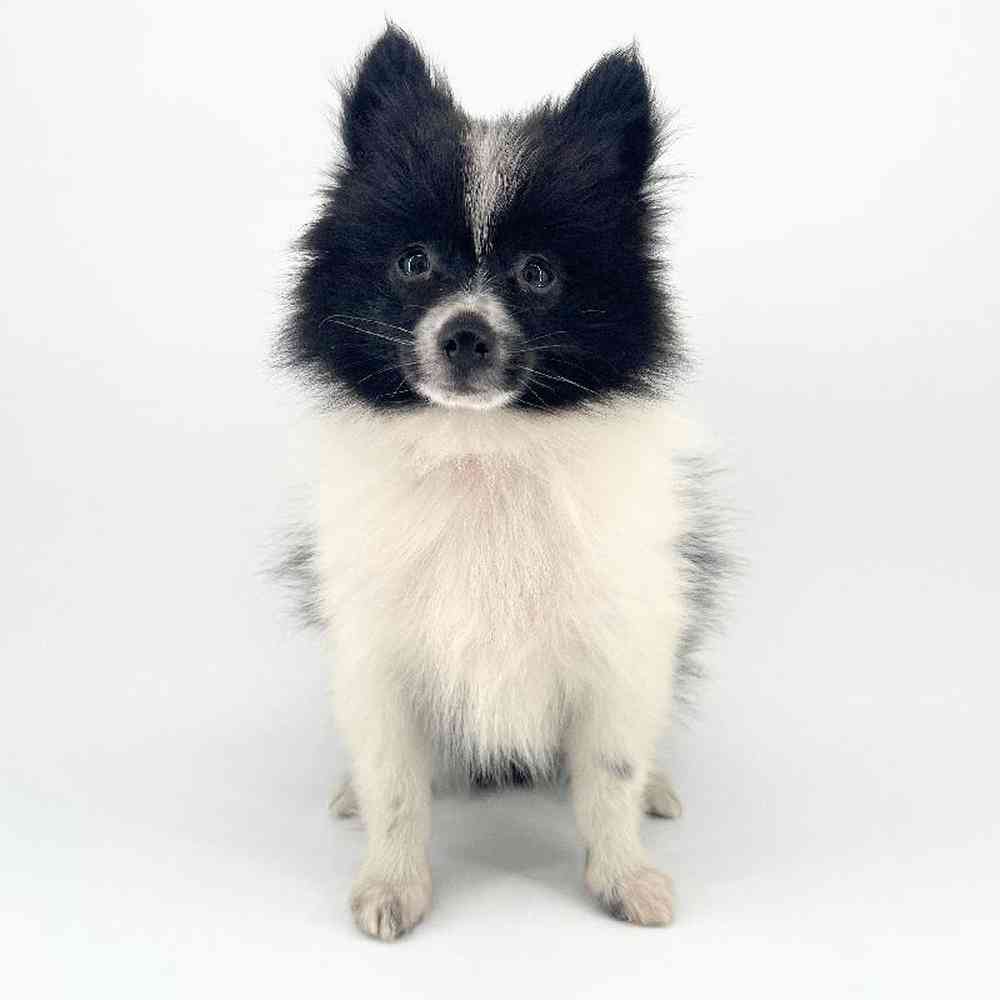 pet breed image