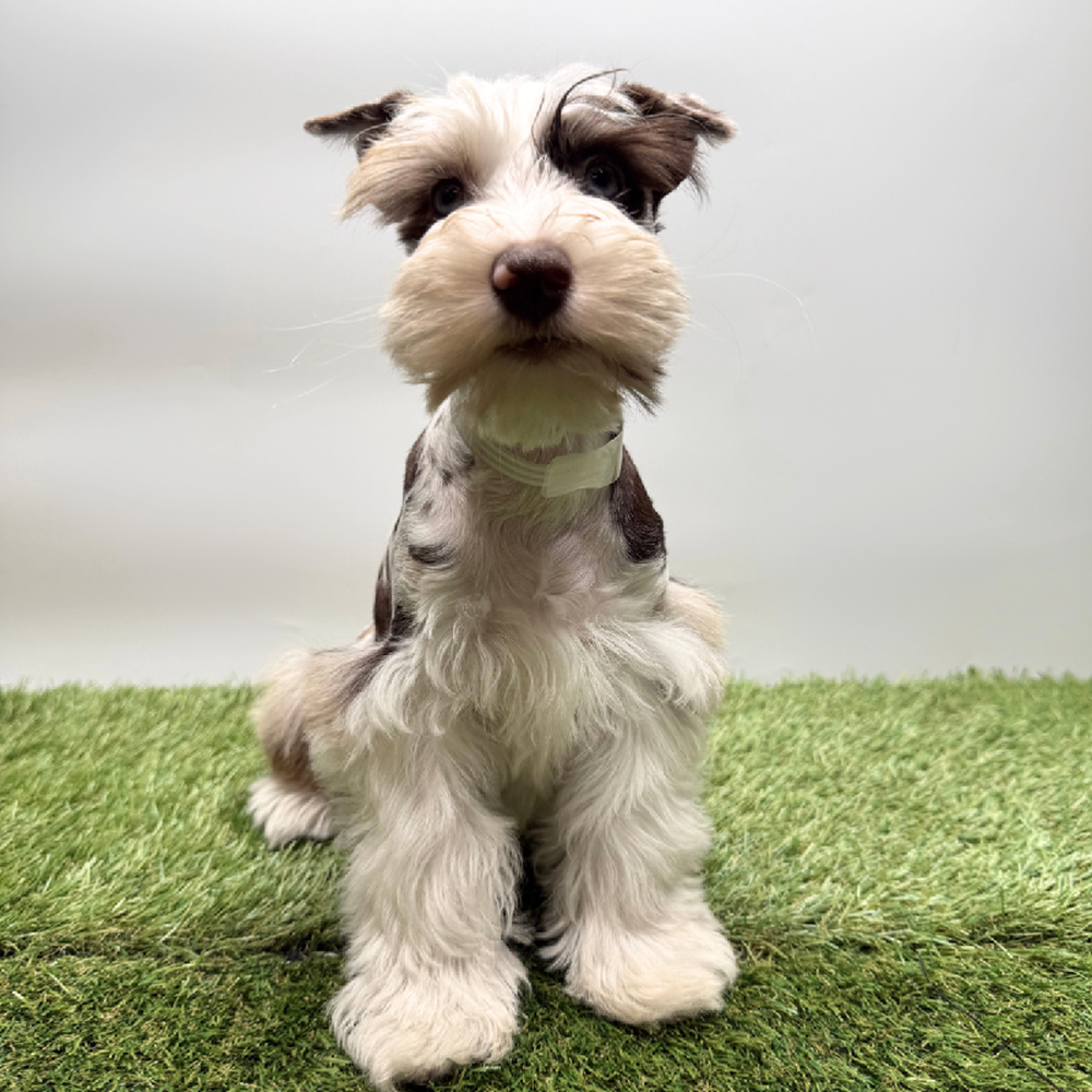 pet breed image