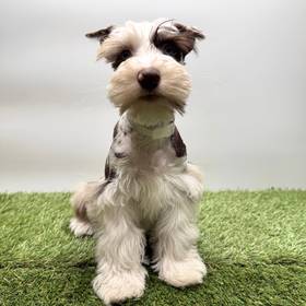 Mini Schnauzer