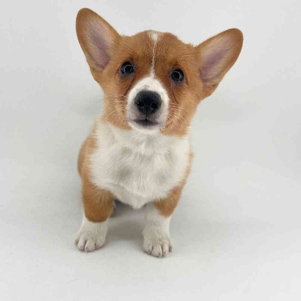 pet breed image