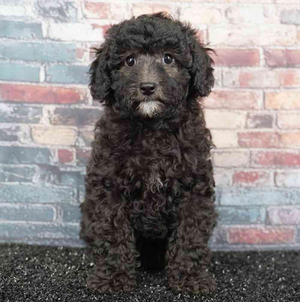 Image of a pet breed in the gallery