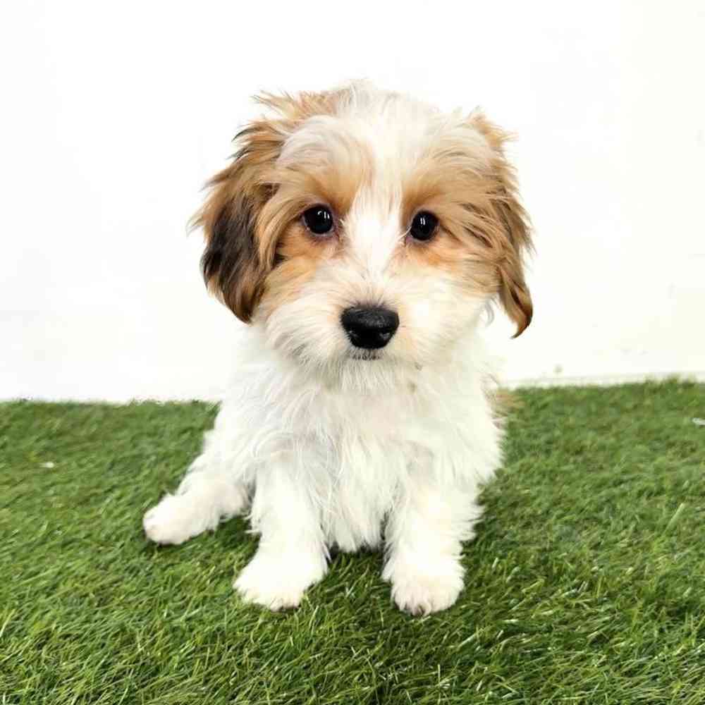Image of a pet breed in the gallery