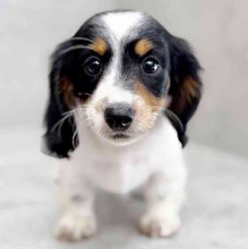 Dachshund