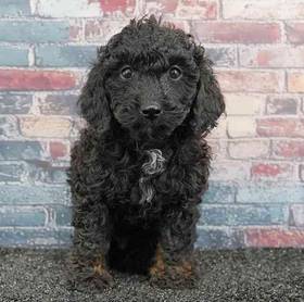 Poodle