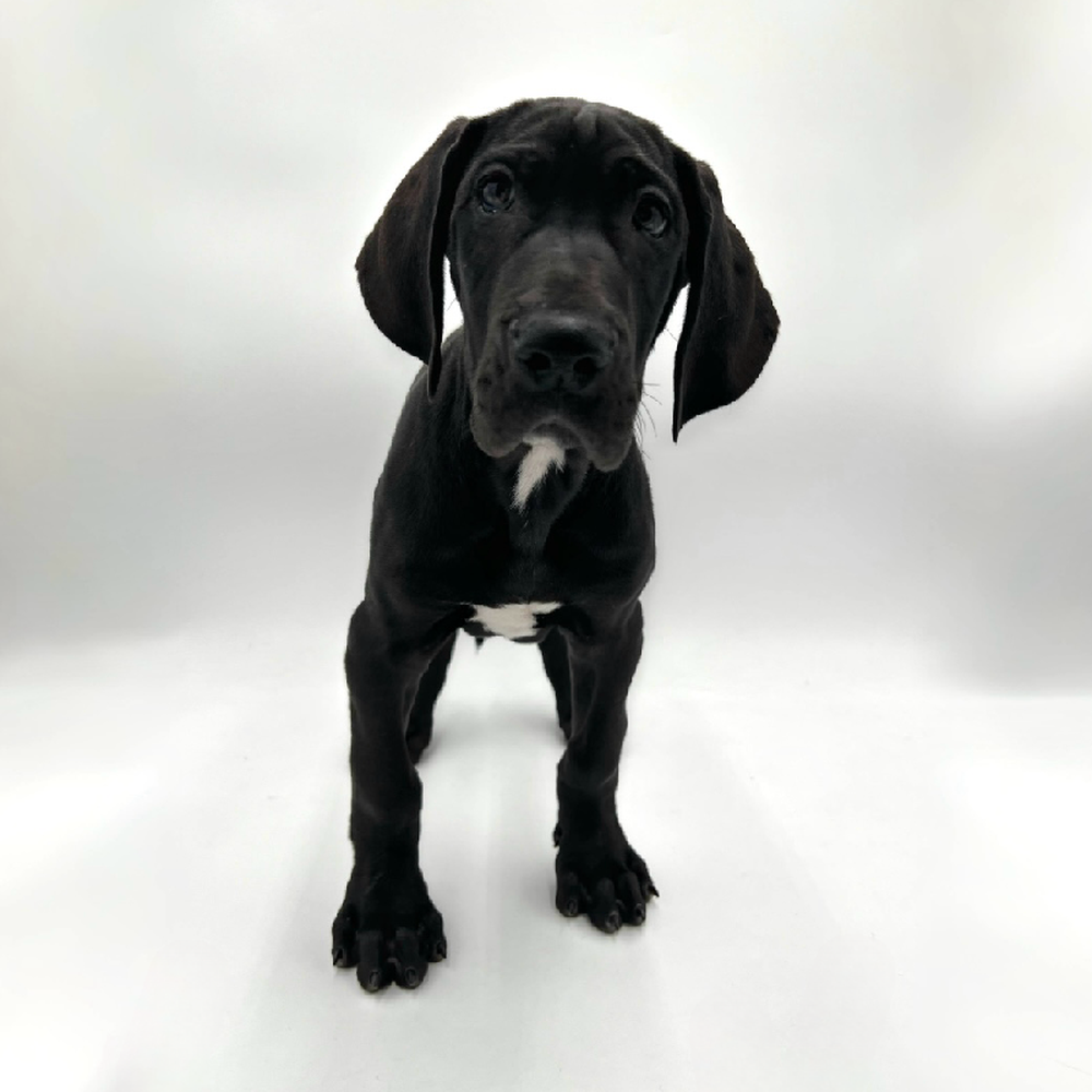 Male Great Dane Puppy for Sale in San Antonio, TX