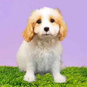 Cavachon