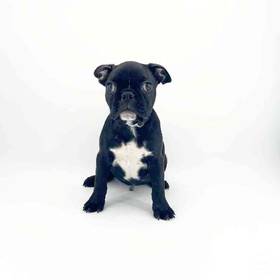 Frenchton