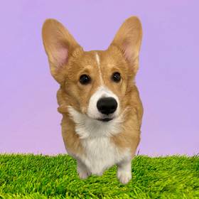 Pembroke Welsh Corgi