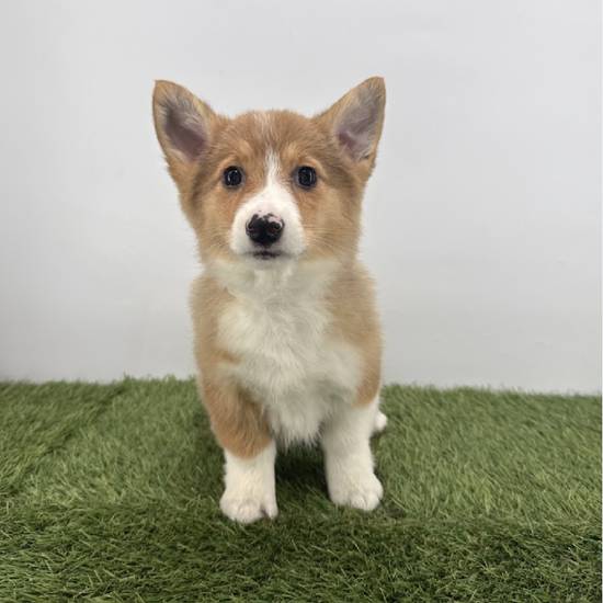 Pembroke Welsh Corgi