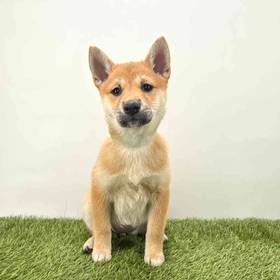 Shiba Inu