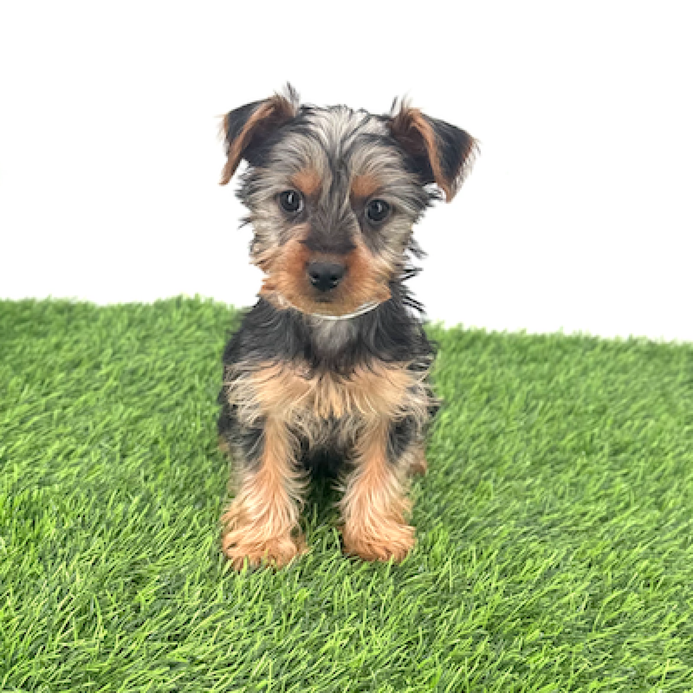 Image of a pet breed in the gallery