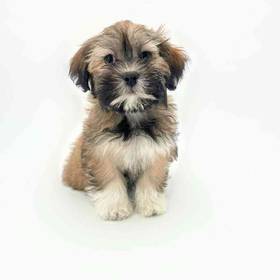 Havanese