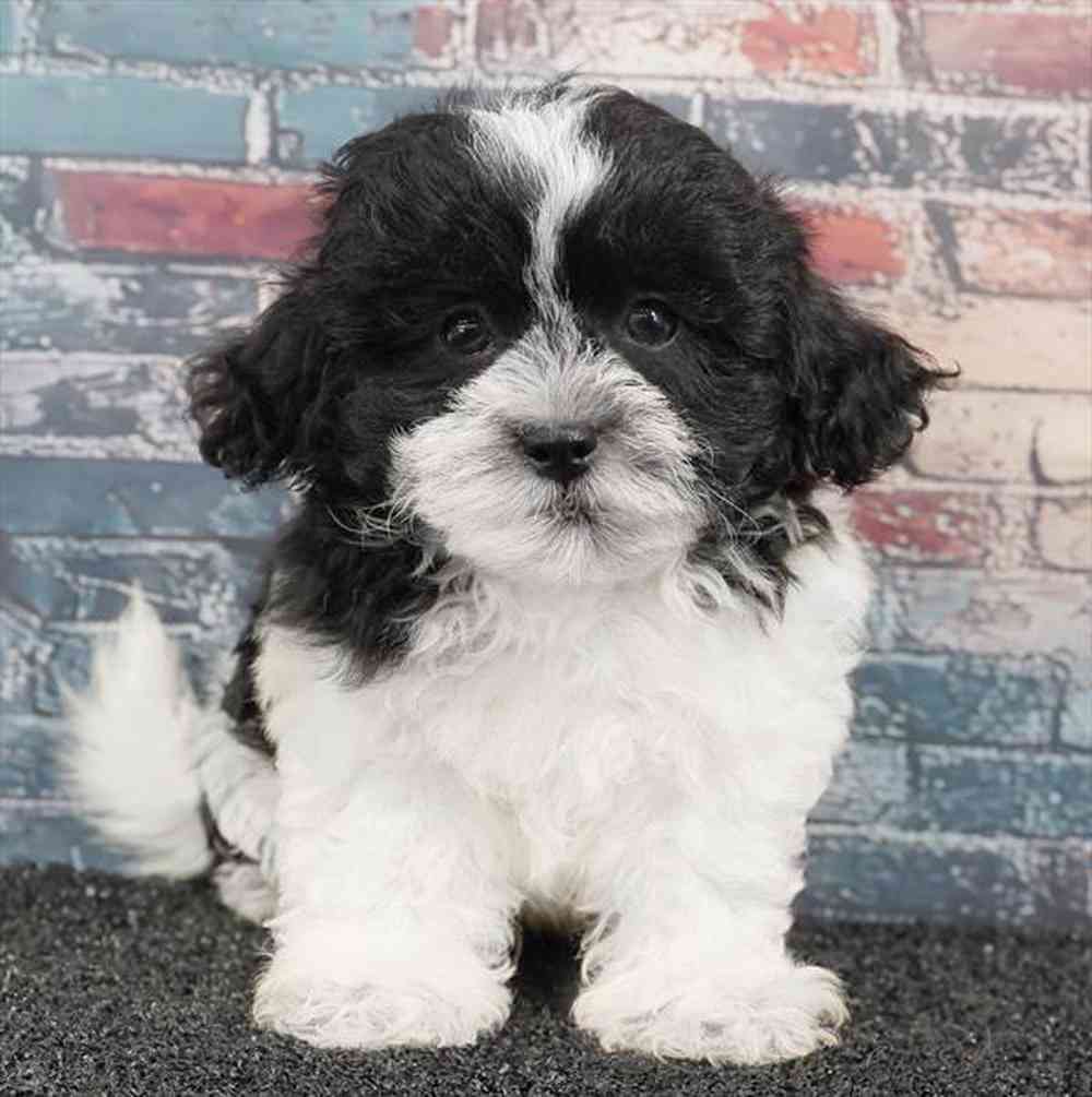 Image of a pet breed in the gallery