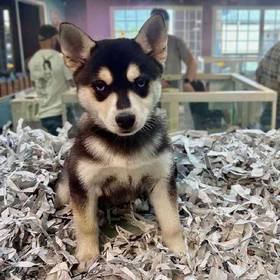 Alaskan Klee Kai