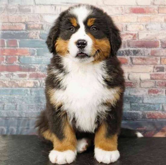 Bernese Mountain Dog