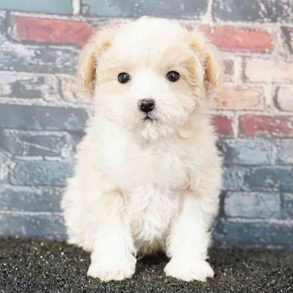 Image of a pet breed in the gallery