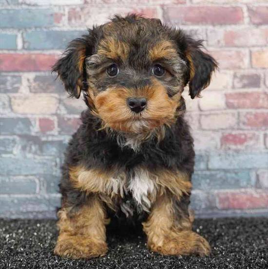Yorkie-Poo