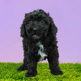 Poodle