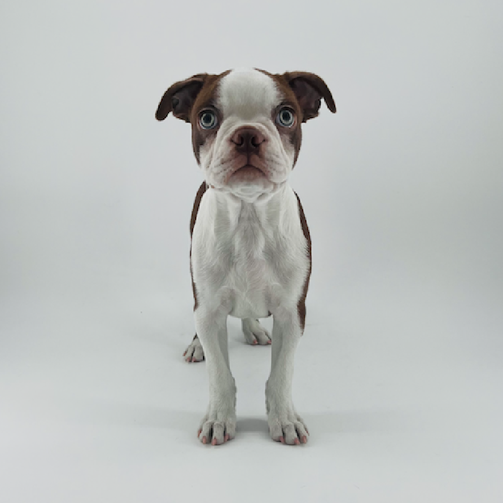 pet breed image