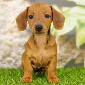 Dachshund