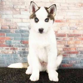 Siberian Husky