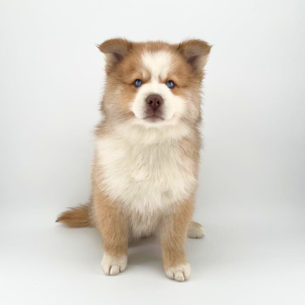 pet breed image