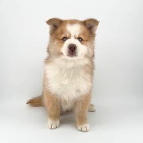 Pomsky