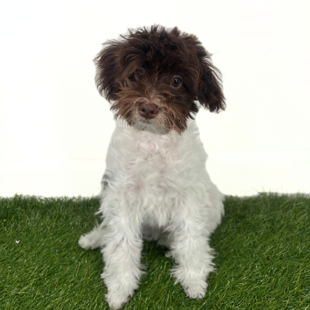 Image of a pet breed in the gallery