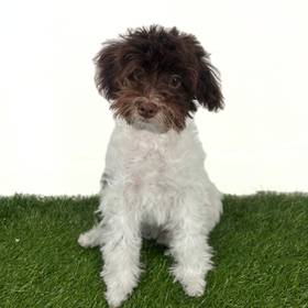 Schnoodle