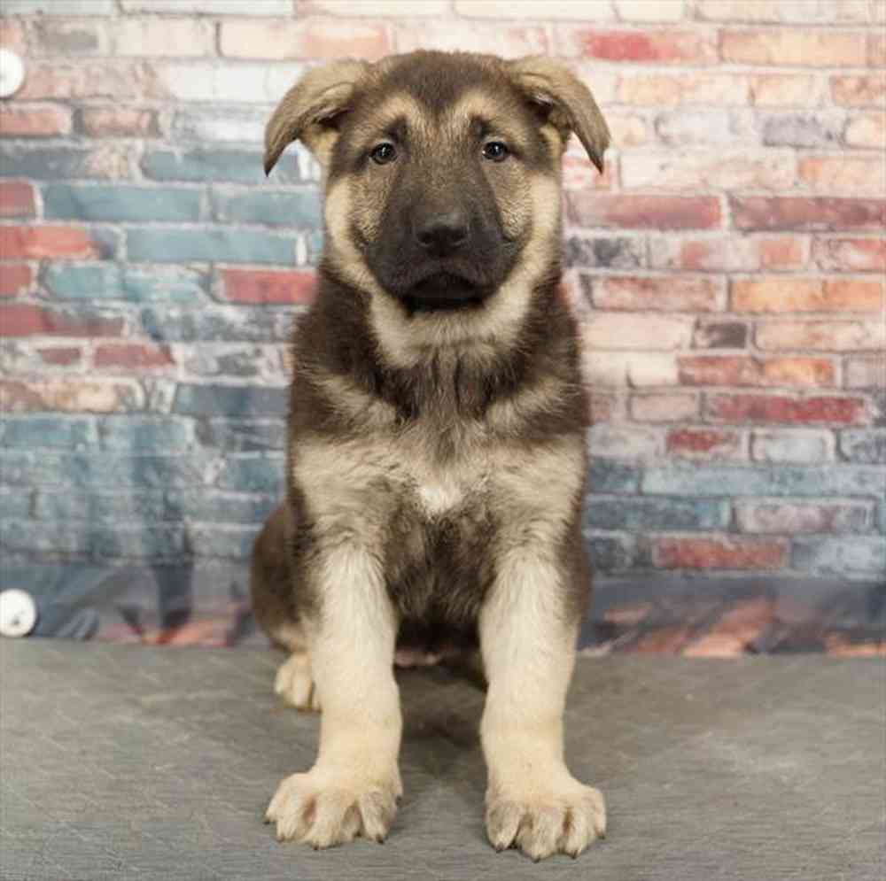 Image of a pet breed in the gallery