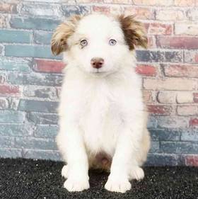 Mini Australian Shepherd