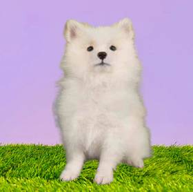 Pomeranian