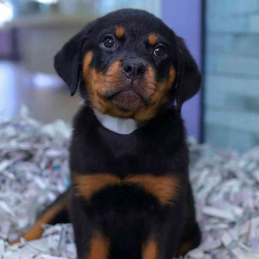 carousel pet images